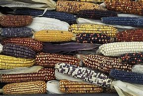 New maize varieties given approval in Kenya