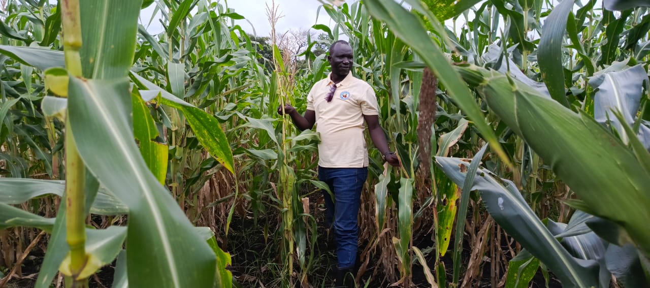 From Hybrid Seed to Household Flour: Inside PRO Seed’s Push for South Sudanese Industrial Autonomy